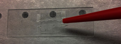 Optical tweezer slide 8.jpg